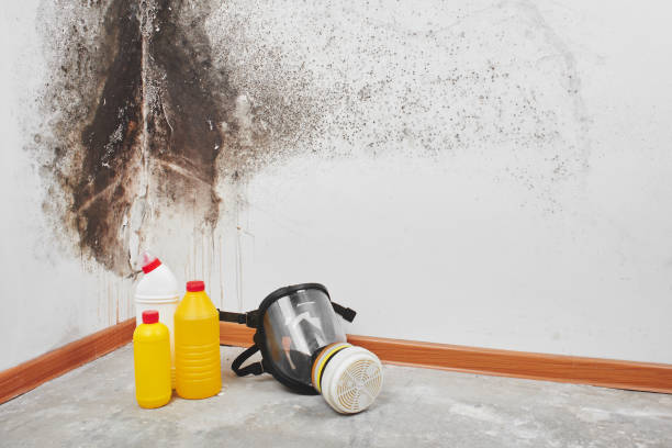 Best Attic Mold Removal  in Lansdowne, VA