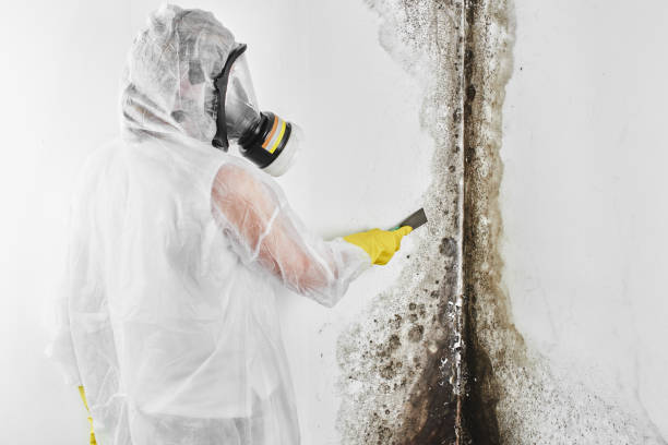 Best Office Mold Removal Services  in Lansdowne, VA