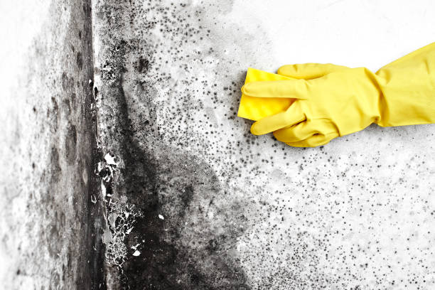 Best Fast Mold Removal  in Lansdowne, VA