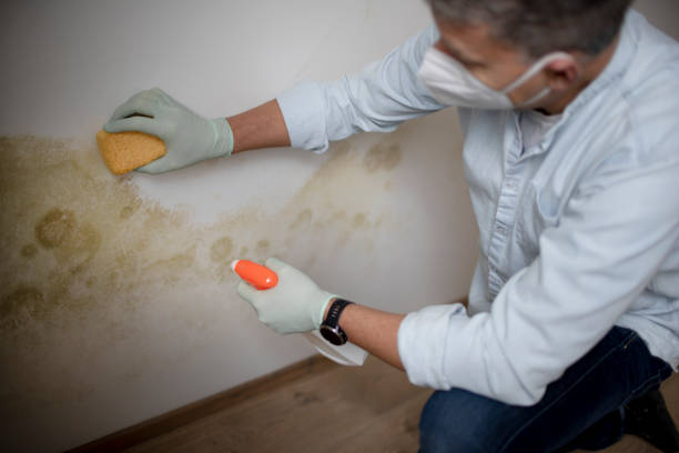 Best Fast Mold Removal  in Lansdowne, VA