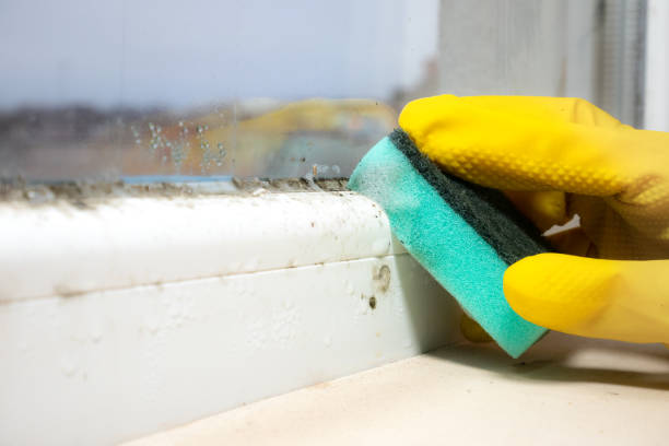 Best Mold Testing  in Lansdowne, VA