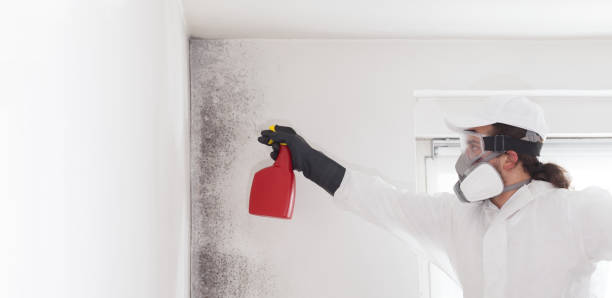Professional Mold Removal in Lansdowne, VA