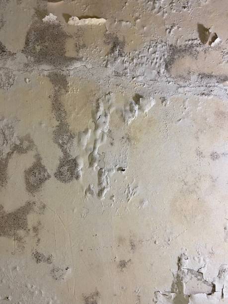 Best Mold Damage Repair  in Lansdowne, VA