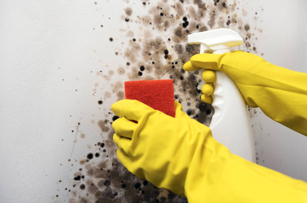 Best Office Mold Removal Services  in Lansdowne, VA