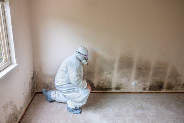 Best Local Mold Removal Service  in Lansdowne, VA