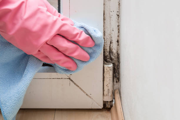 Crawl Space Mold Removal in Lansdowne, VA