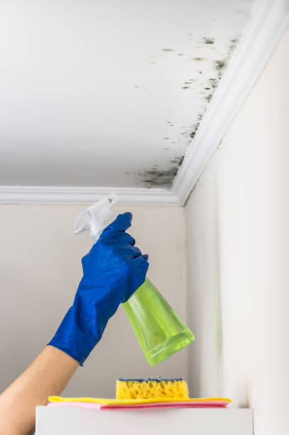 Best Mold Testing  in Lansdowne, VA